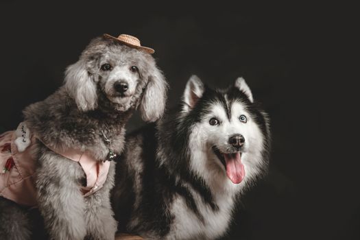 Adorable poodle in a hat with a Siberian husky on a black background.