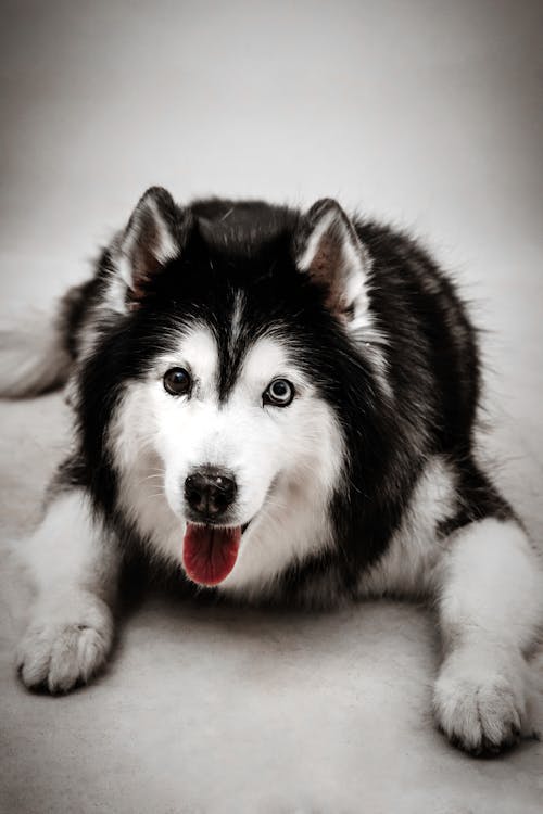 Fotos de stock gratuitas de acostado, adorable, fotografía de animales