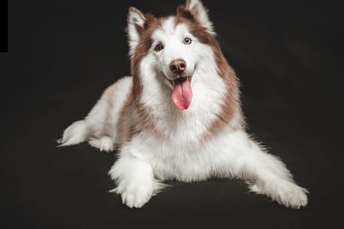 Fotobanka s bezplatnými fotkami na tému čierne pozadie, domáce zvieratá, husky