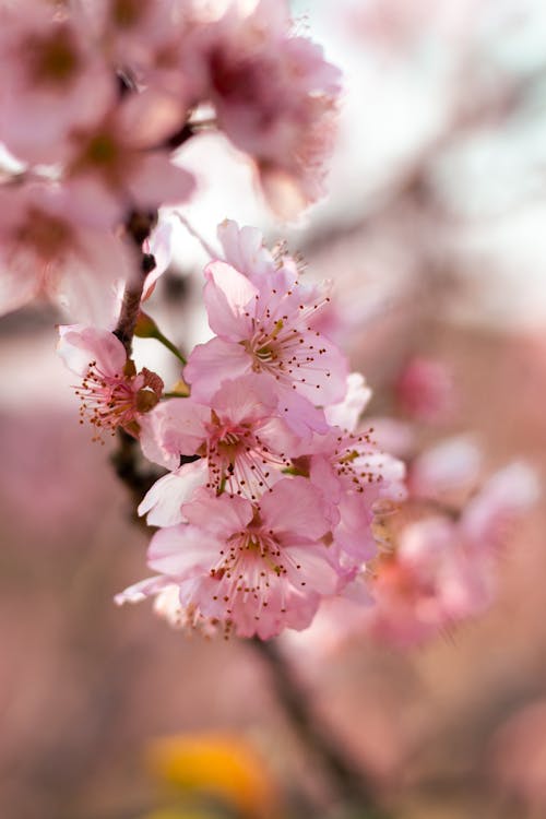 Foto profissional grátis de árvore de cereja, aumento, flores cor-de-rosa