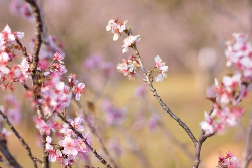 Pink Sakura Blossoms in Spring