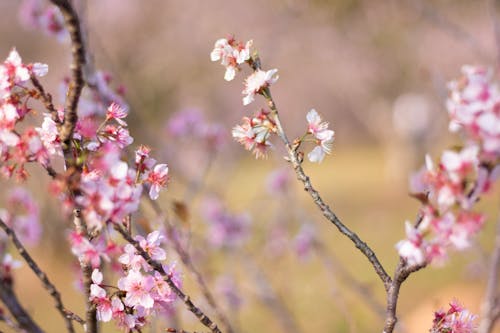 Gratis lagerfoto af blomster, blomstrende, fjeder