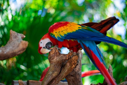 Macaw in Nature