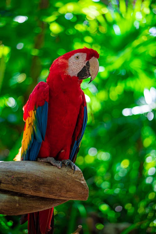 Close up of Macaw