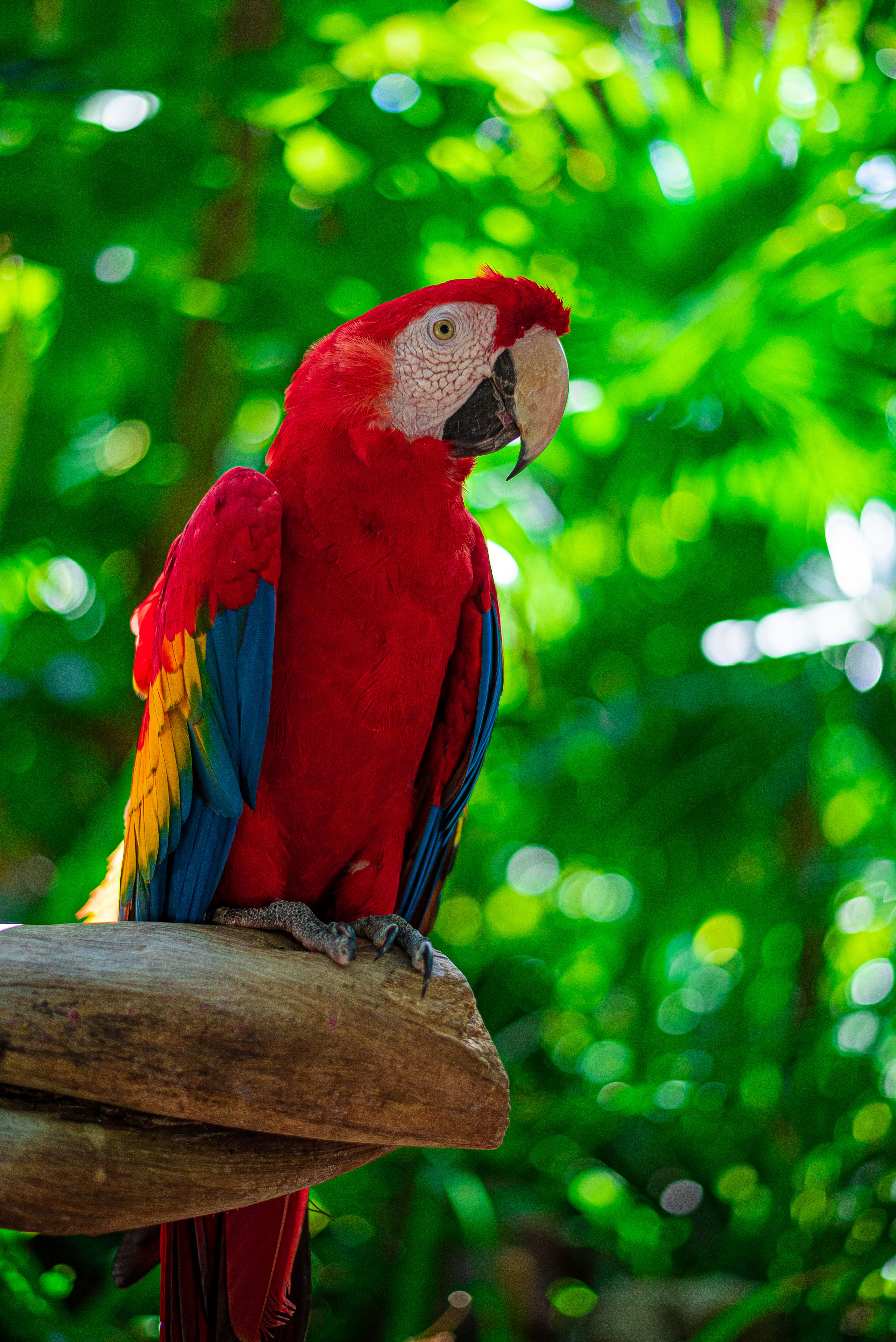 Close up of Macaw · Free Stock Photo