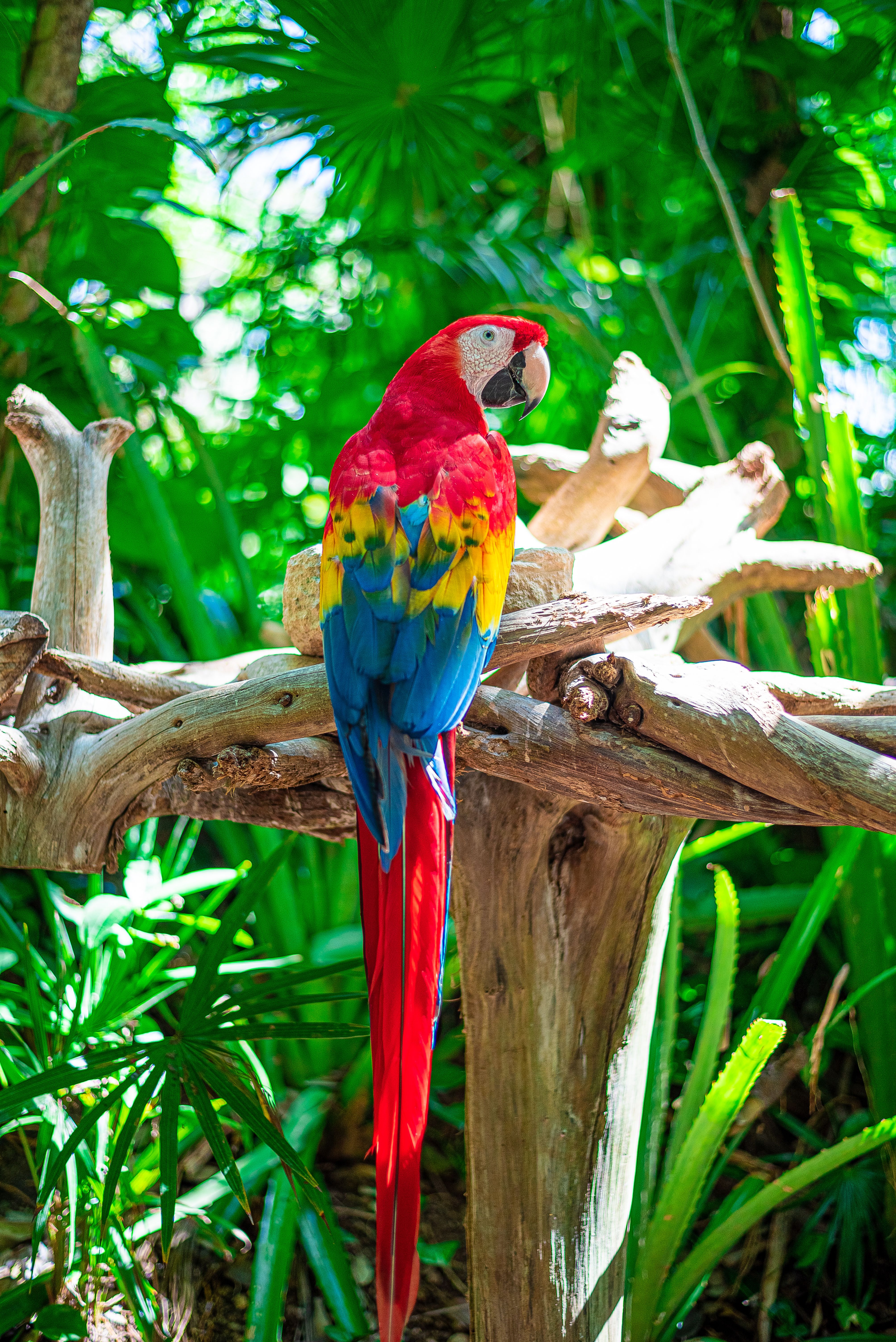 Close up of Colorful Parrot · Free Stock Photo