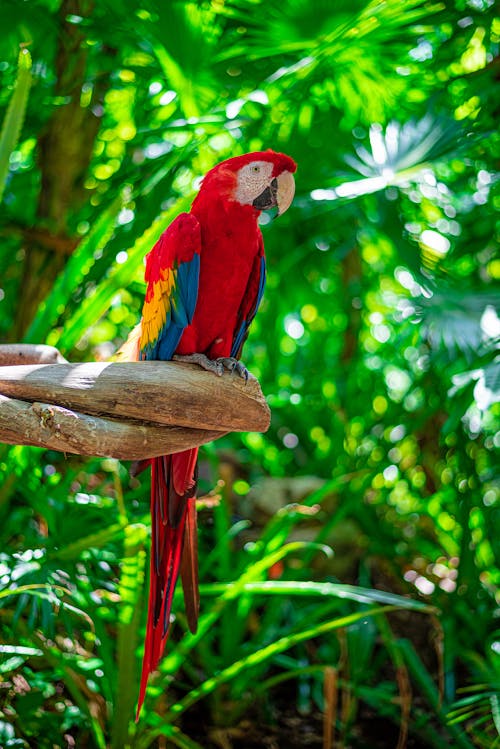 Macaw in Nature