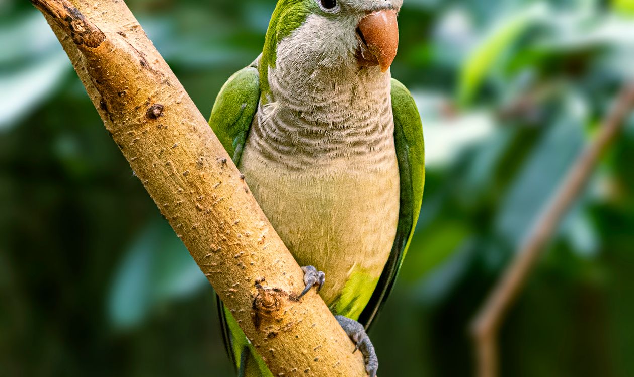 Keşiş Papağanı (Monk/Quaker Parrot): Yuvası, Türkiye’deki Durumu ve Evde Bakımı