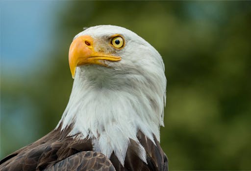 Stunning close-up photo of a bald eagle, showcasing its piercing gaze and distinctive feathers.