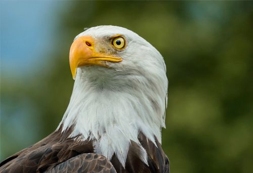 Free Stunning close-up photo of a bald eagle, showcasing its piercing gaze and distinctive feathers. Stock Photo