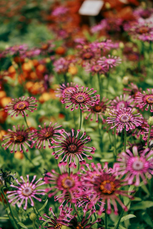 Flowers on Meadow