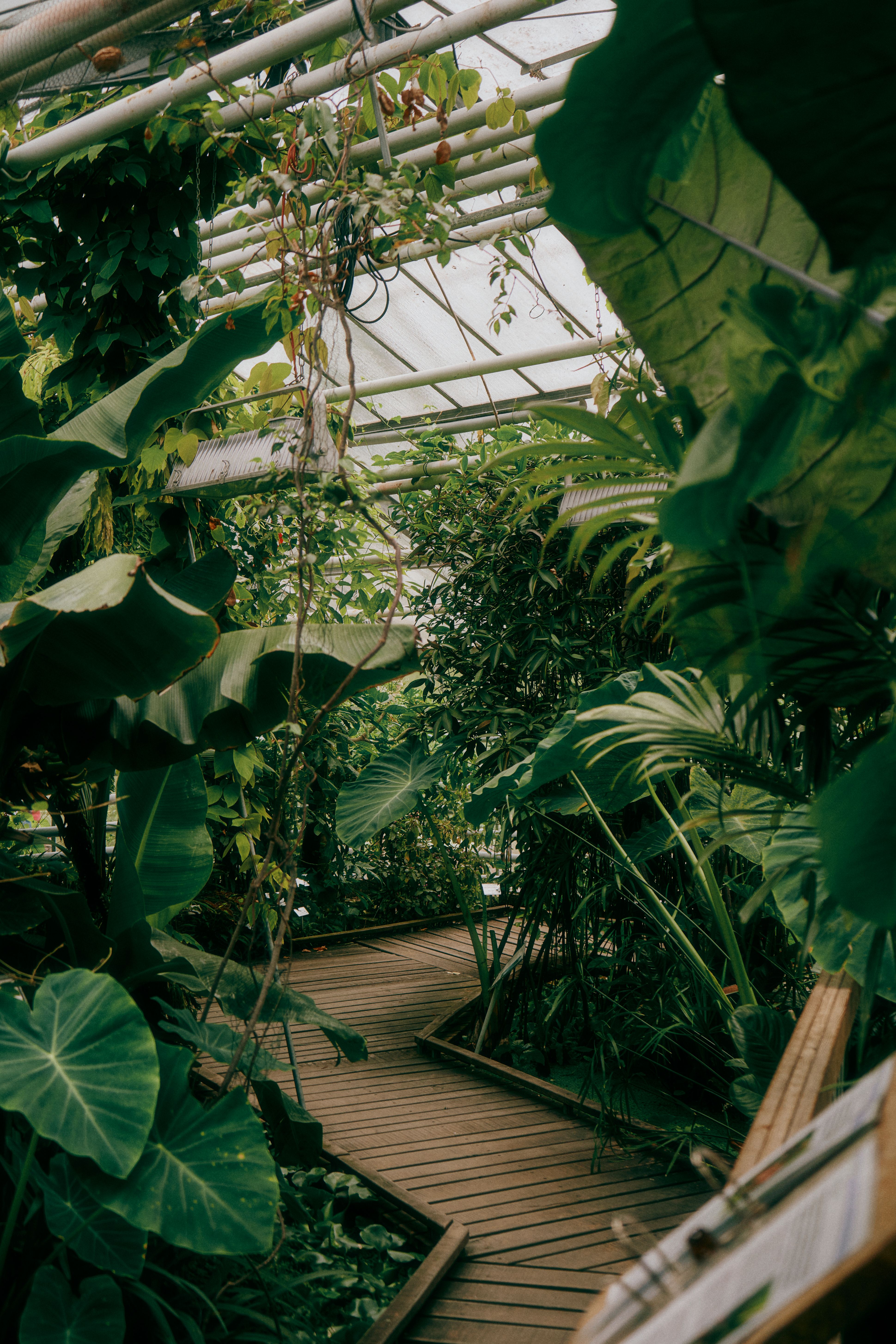 Explore a serene greenhouse with lush tropical plants and wooden boardwalk path, offering tranquility and natural beauty.