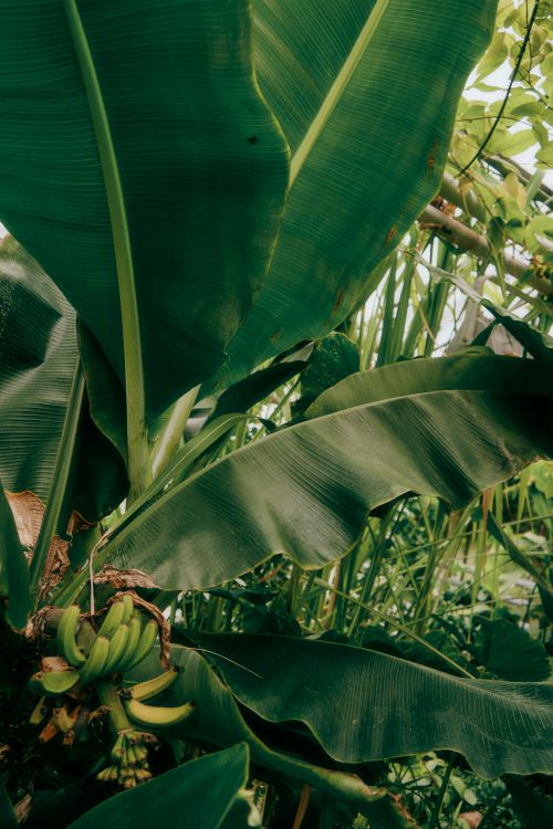 Free Lush green foliage of a banana plant with fresh bananas growing, capturing vibrant tropical nature. Stock Photo