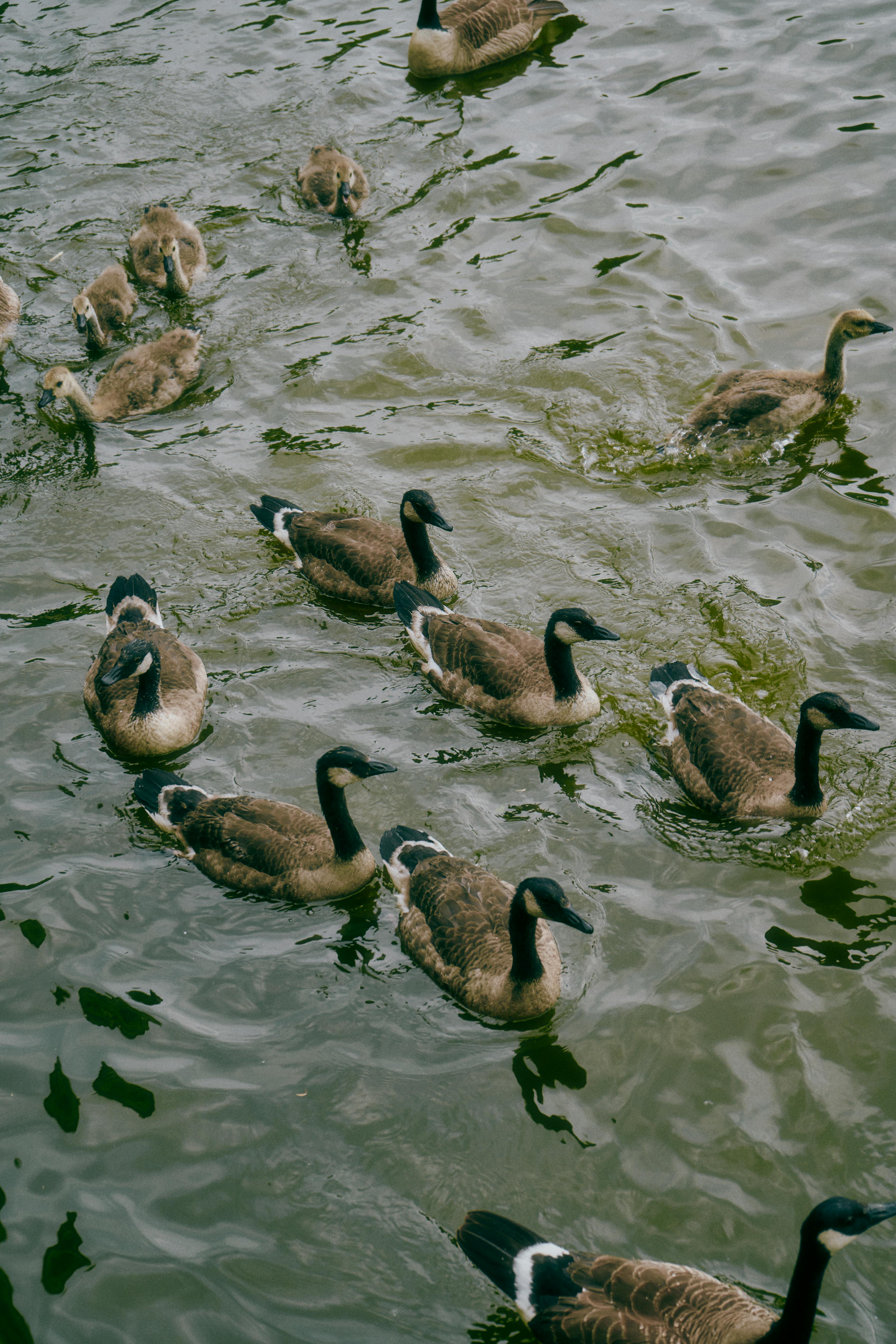A charming flock of ducks swims peacefully in a serene body of water from a high angle view.