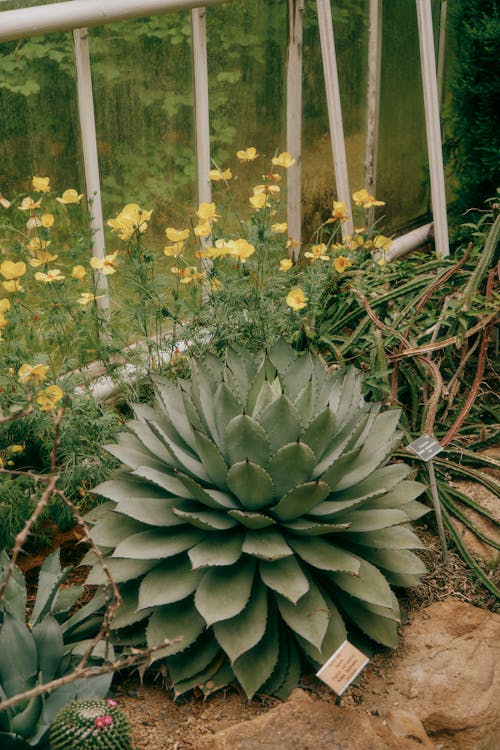 Gratis arkivbilde med agave, anlegg, bakken