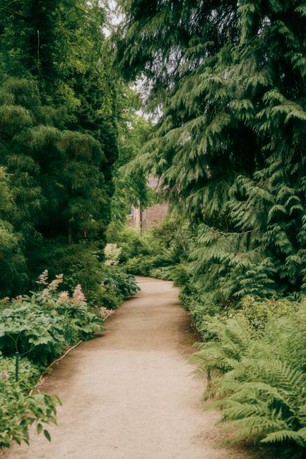 Tranquil forest footpath surrounded by tall trees and vibrant plant life on a sunny day.