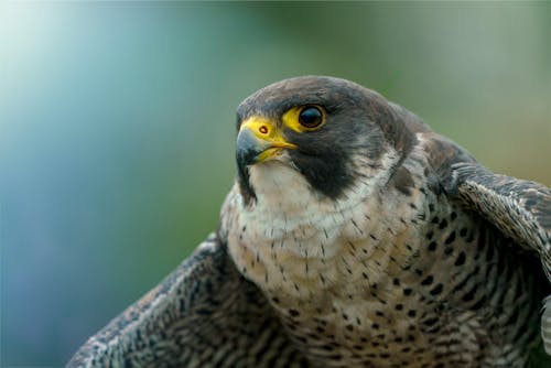 Imagine de stoc gratuită din a închide, cap, fotografie cu animale sălbatice