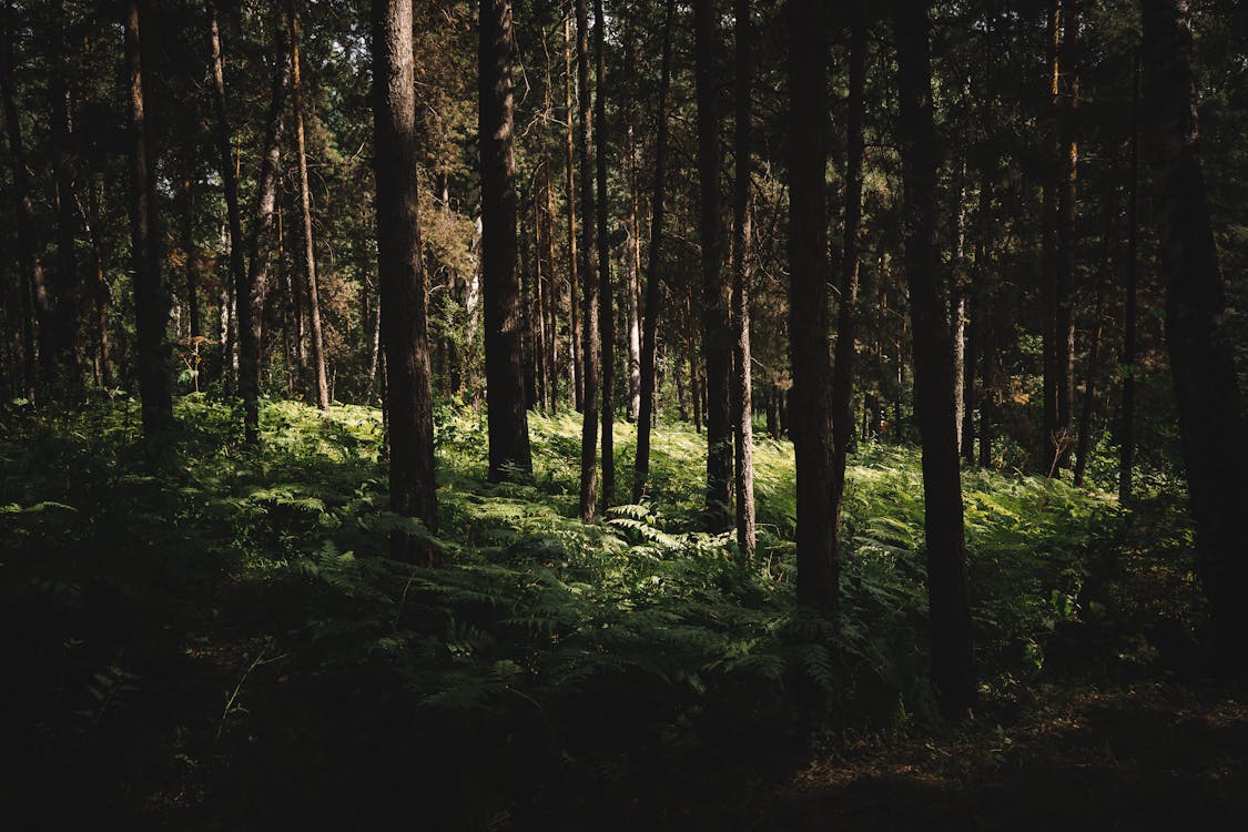 シダ, 木, 森林の無料の写真素材