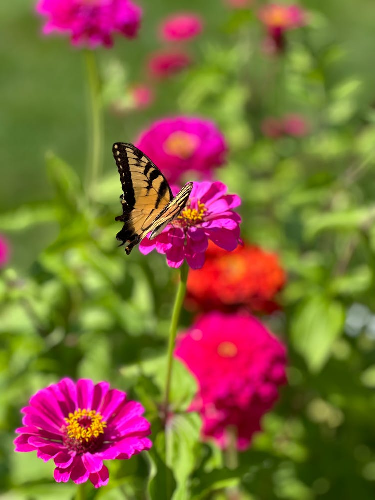 Butterfly On Pink Flowers