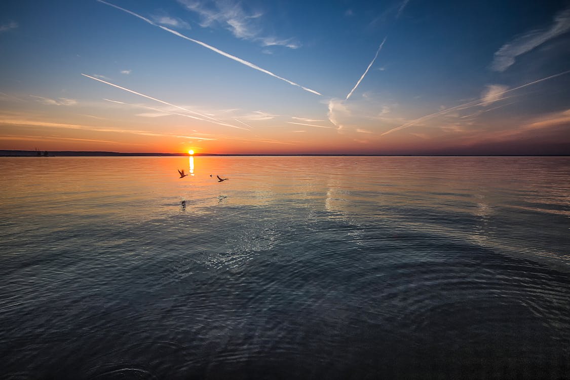 2 Birds Flying Near Body of Water during Orange Sunset