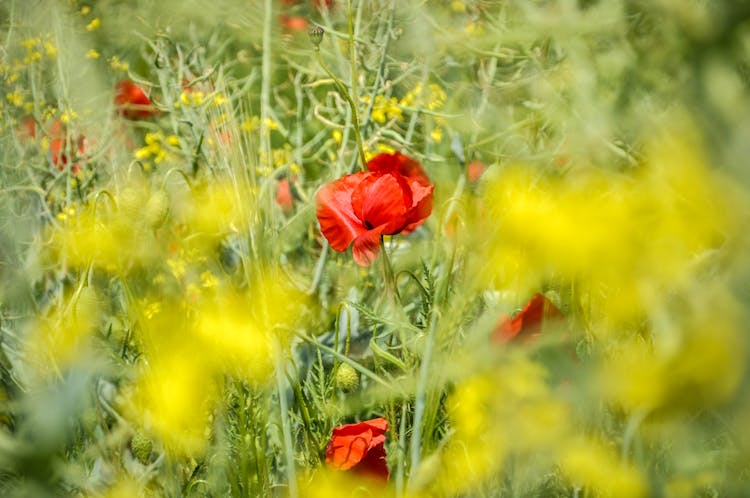 Poppy And Wildflowers On Meadow