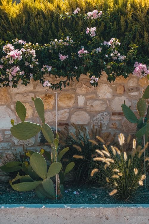 Free Beautiful cactus and flower garden against a stone wall under bright sunlight. Stock Photo