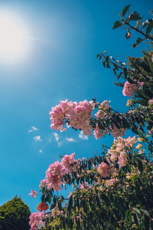 Free Beautiful pink flowers bloom under a clear blue sky with bright sunlight. Stock Photo