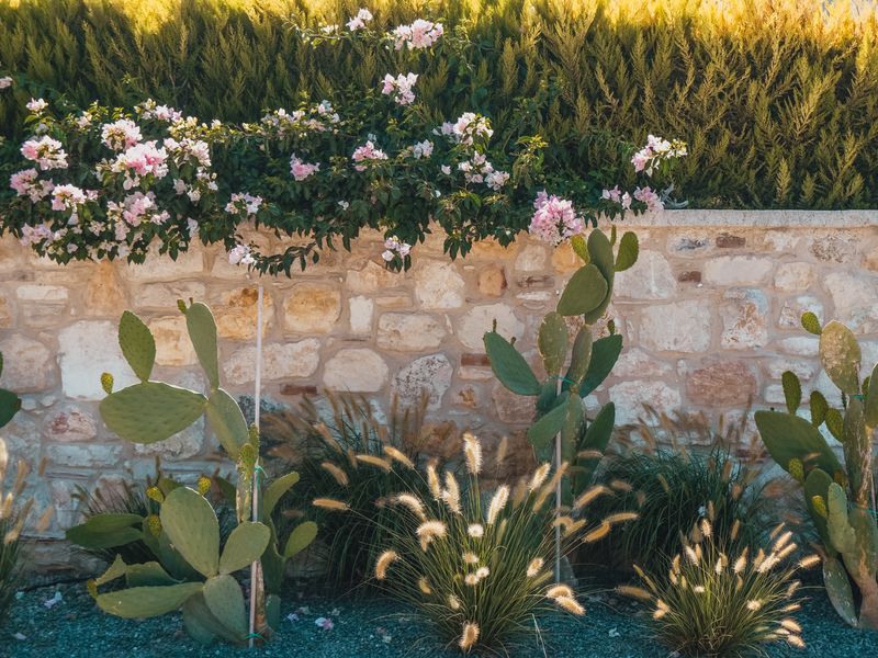 What Garden Landscaping Costs in Cyprus in 2026 — illustrasjonsbilde
