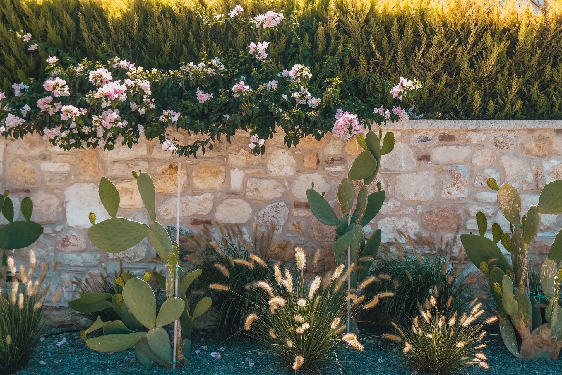meditarranean plant