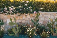 Beautiful garden scene with cacti, a stone wall, and lush greenery, illuminated by natural sunlight.