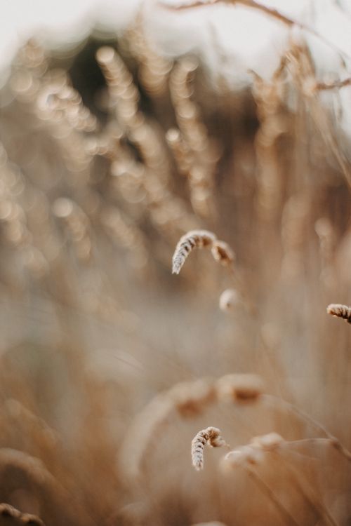 Free A serene view of a wheat field at sunrise with selective focus creating a dreamy effect. Stock Photo