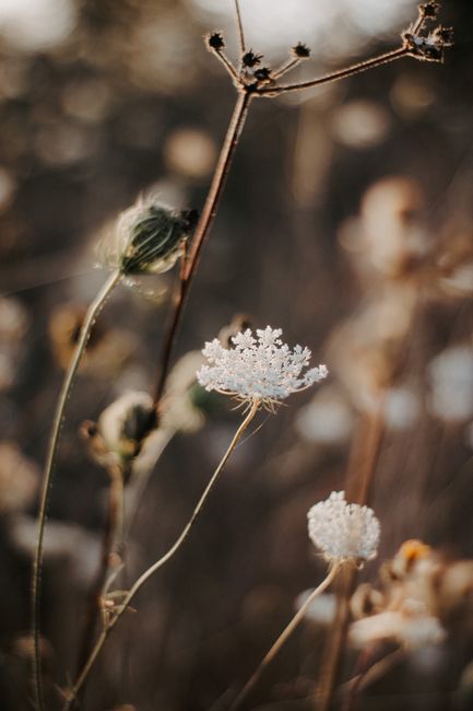 Close-up of a delicate white wildflower in a sunlit field, capturing the essence of rural tranquility.