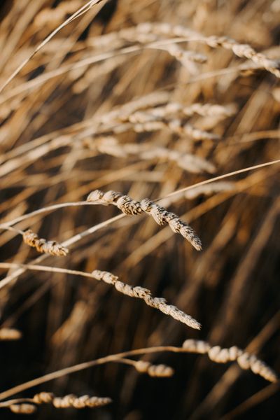 Golden wheat stalks glowing in sunlight