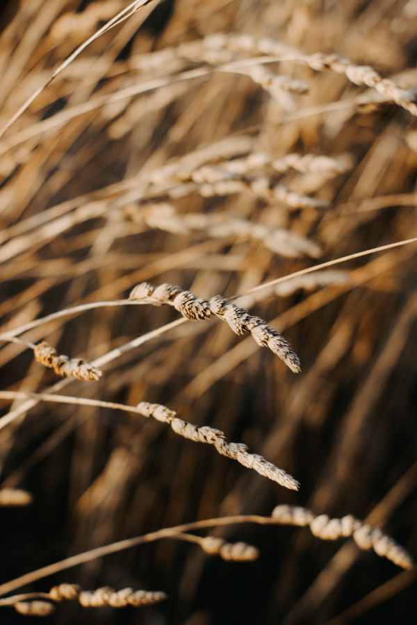 Golden wheat stalks in sunlight