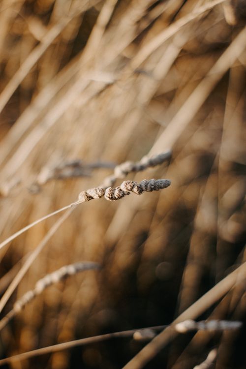 Free A close-up of dry grass with selective focus and soft brown tones, embodying autumn's calmness. Stock Photo