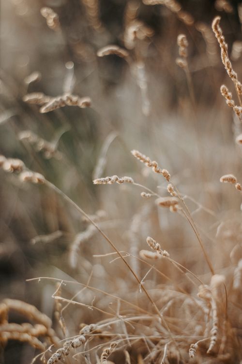 Free Serene close-up of golden wild grass softly swaying in a sunlit field. Stock Photo