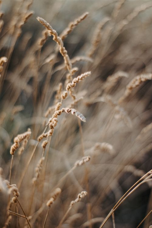 Free Artistic image capturing the texture of dried grasses in a natural meadow. Stock Photo