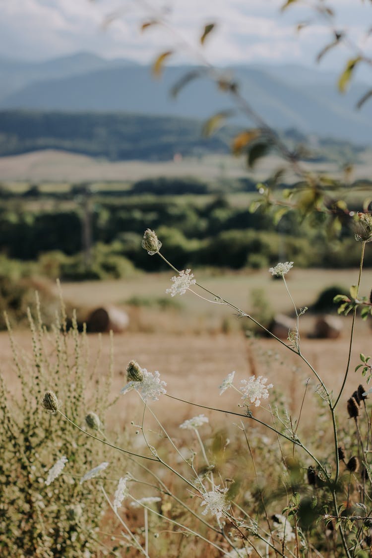 Grass And Landscape