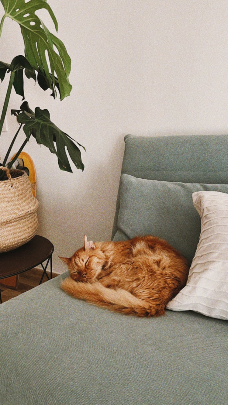 Cat Sleeping On Couch