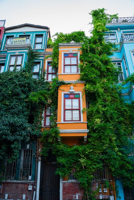 Vibrant ivy-covered facades on historic buildings in Istanbul, Türkiye.