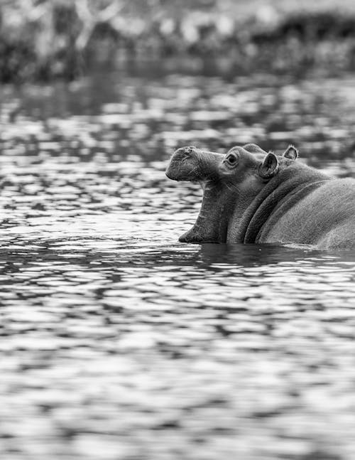 Black and White Photo of Hippopotamus Swimming in Water