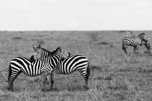 Zebra on Grass