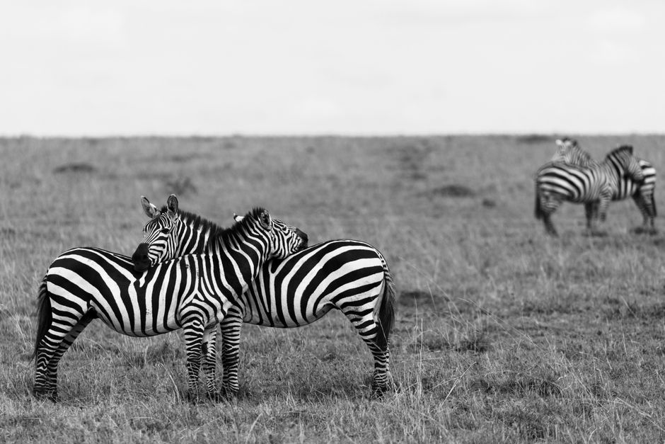 A peaceful scene of zebras in natural habitat captured in black and white tones, highlighting their striped patterns.