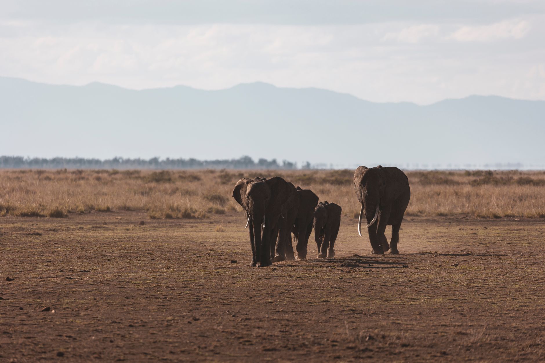 A herd of African elephants walks across the savannah, showcasing wildlife in nature.
