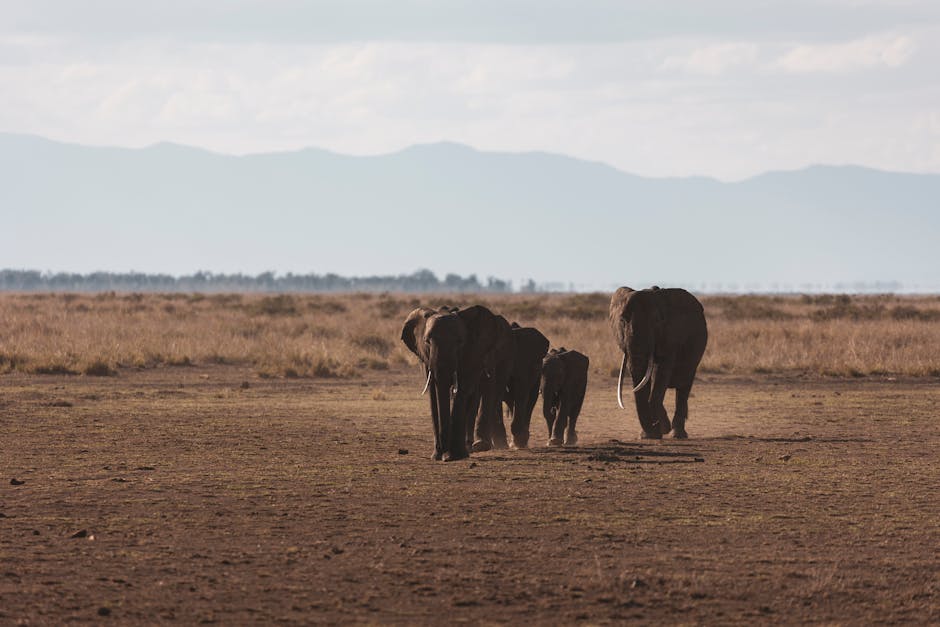 Groupe de marcheurs observant des éléphants Un groupe de personnes en safari à pied observant attentivement un troupeau d'éléphants dans la savane africaine, mettant en avant la proximité respectueuse avec la faune. Safari à pied Afrique.