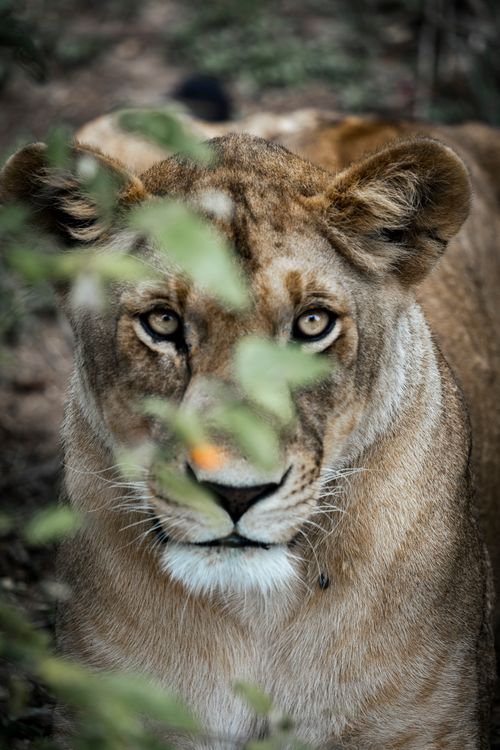 Free A lion peering through leaves, showcasing its majestic presence in the wild. Stock Photo