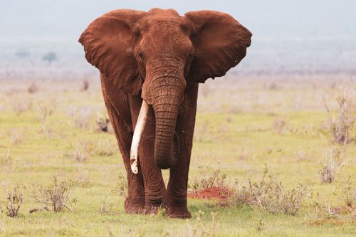 Free African elephant standing in the savanna, capturing its majesty and grandeur. Stock Photo