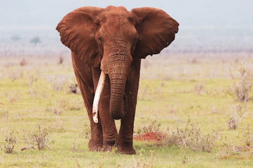 Gratis lagerfoto af dyr, dyreliv, elefant Lagerfoto