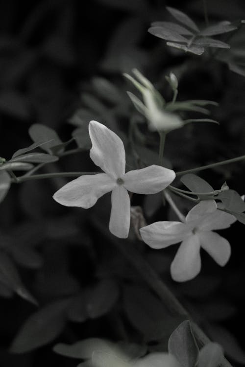 Darmowe zdjęcie z galerii z biały, czarno-biały, flora