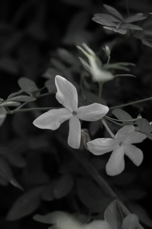 Free Black and white close-up of jasmine flowers with dark foliage offers an elegant and serene view. Stock Photo